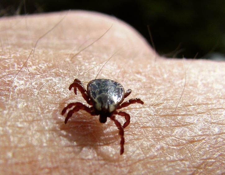 One of the Bow Valley ticks that are now appearing in forested areas this spring. This particular tick hitched a ride on valley photography enthusiast Chuck O’Callaghan.