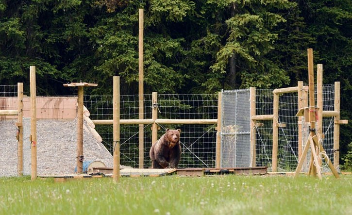 A grizzly bear explores an electromat test area near Castle Junction.