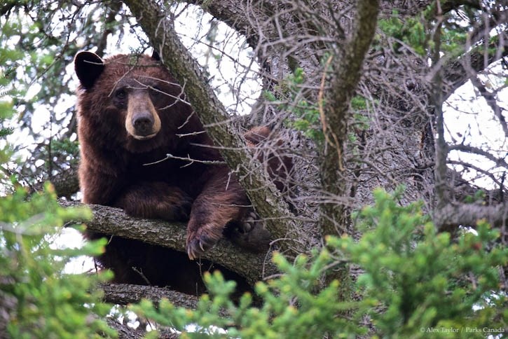 This black bear spent the night up a tree along the Trans-Canada Highway near Banff.
