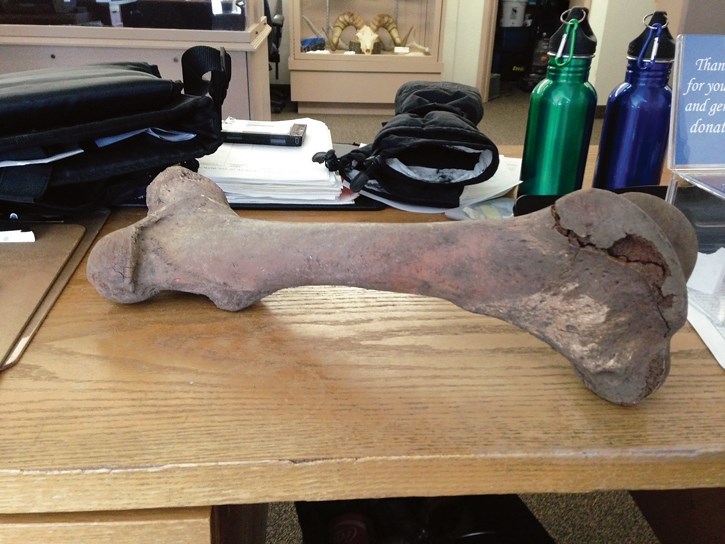 A bison femur believed to thousands of years old, discovered at Dead Man’s Flats.
