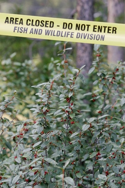 Signage warns of bear activity near Peaks of Grassi in Canmore. Also shown are the buffalo berries (shepherdia) bears are foraging on at this time.