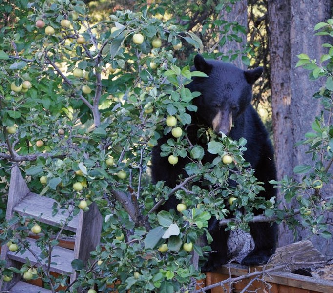A black bear chows down on apples in a Canmore backyard.