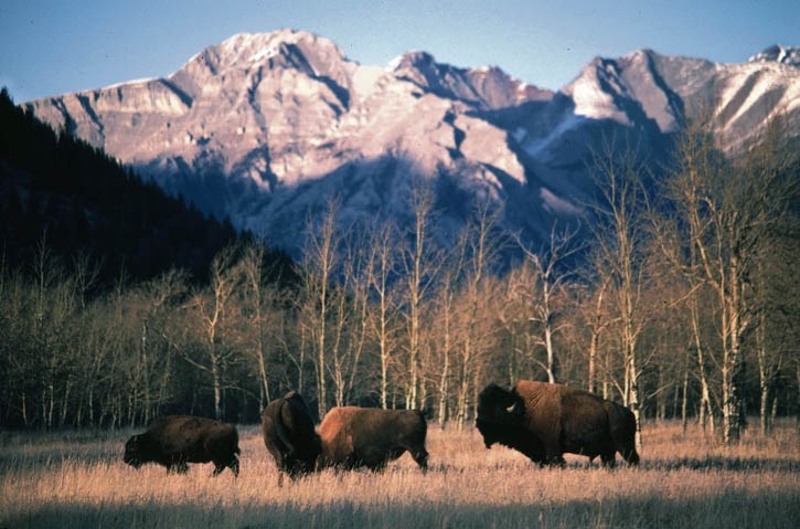 Bison on the Banff National Park landscape.