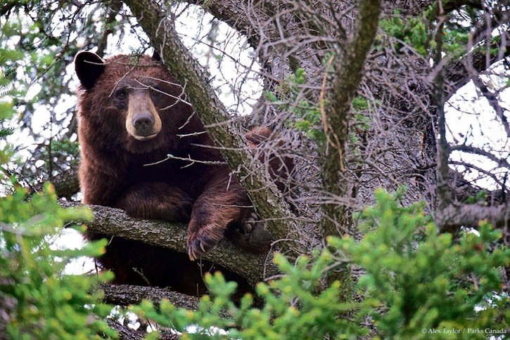 A stressed black bear spends more than 24 hours up a tree in the centre median of the busy Trans-Canada Highway in Banff National Park in June.