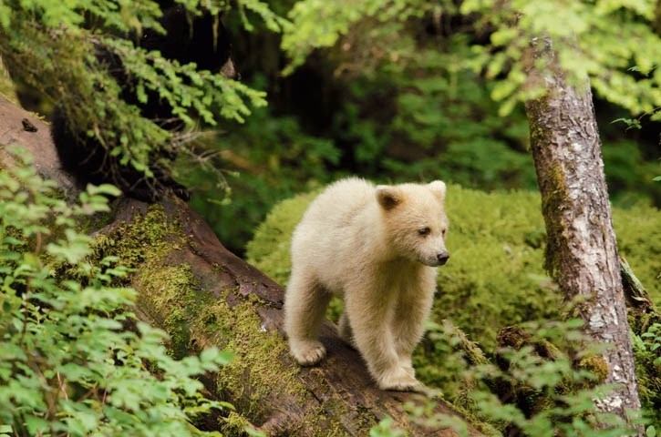 Pure white black bears and ocean-dependant wolves are just two examples of the unique mammals that call the Great Bear Rainforest home.
