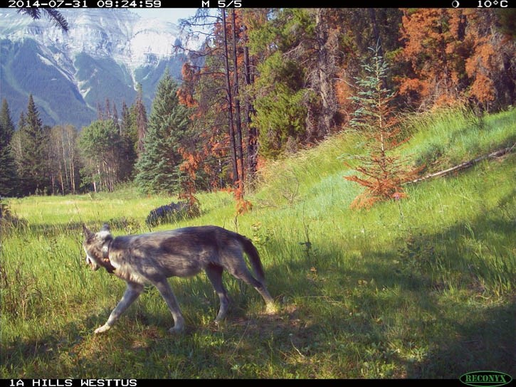 A remote camera captures an image of Faith, the breeding female of the Bow Valley wolf pack, in July 2014.