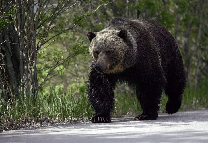 A grizzly bear ambles down the Vermilion Lakes Road near the Banff townsite.