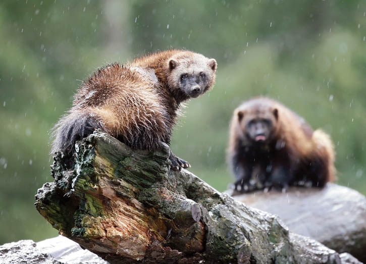 Research exploring life of wolverines Research exploring life of wolverines