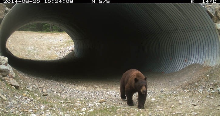 A black bear uses a wildlife underpass on Highway 93 South in Kootenay National Park.