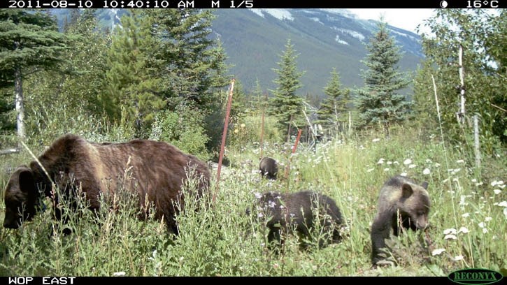 A grizzly sow and trio of cubs are captured grazing on top of a Trans-Canada Highway wildlife overpass by a remote camera.