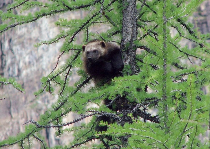 A wolverine looks out from a perch in a larch tree.