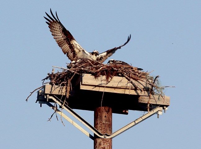 The osprey nest on Highway 1A near Exshaw.