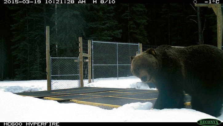 Bear 122 is the first bear out in the Bow Valley.
