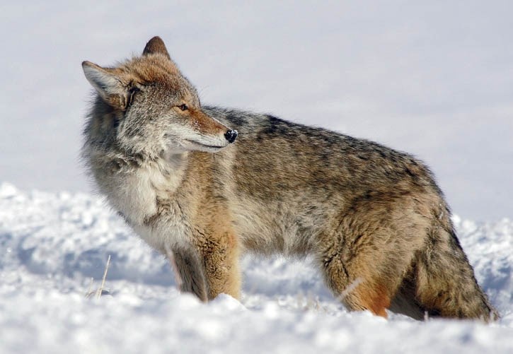 A coyote in Canmore.