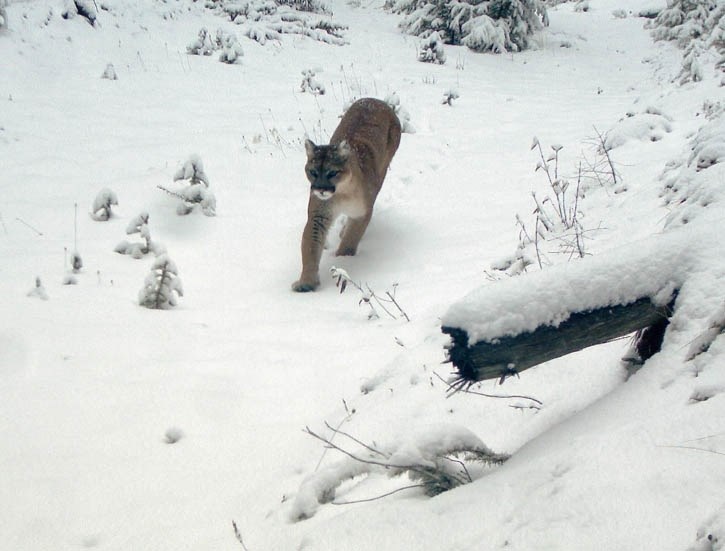 A cougar is captured on an Alberta Parks remote camera