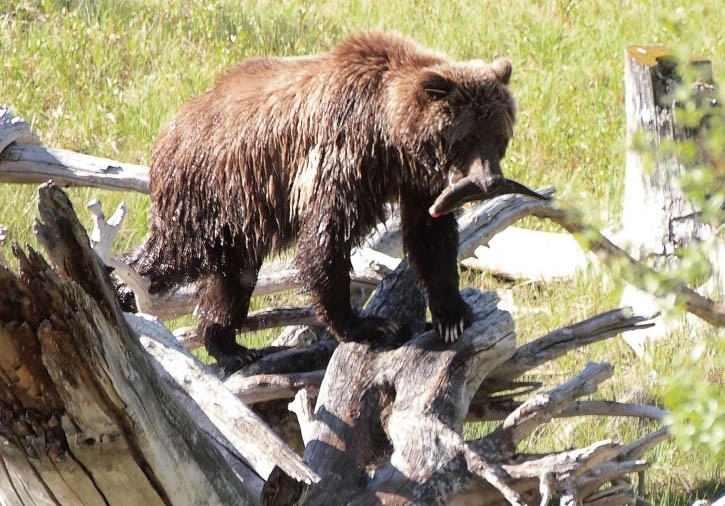 Bear 148 feeds on fish in the Vermilion Lakes area.