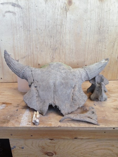An ancient bison skull discovered near the Crowsnest River after the 2013 floods.