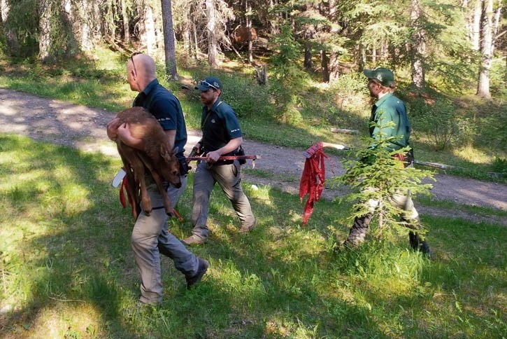 Parks Canada remove an elk calf in the Bow Falls area earlier this month.