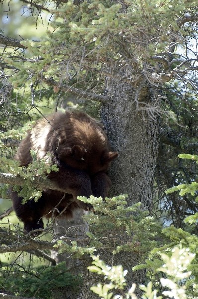 A cinnamon coloured black bear takes a moment while stuck up a tree near Policeman’s Creek in Canmore on Monday (June 22).