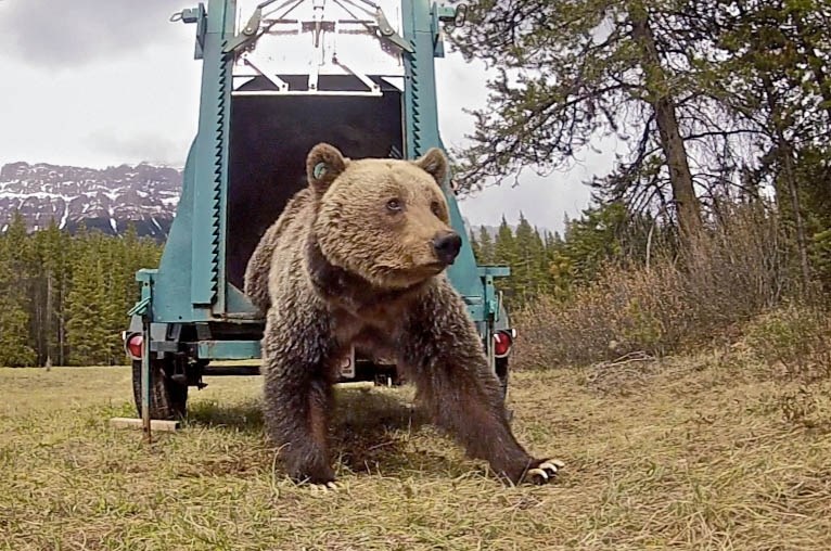 Bear 72 emerges from a culvert trap.