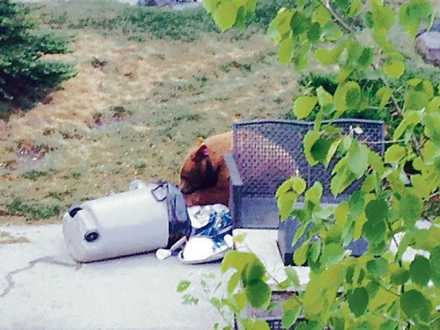 A food-conditioned black bear making the rounds in the Bow Valley has been relocated.
