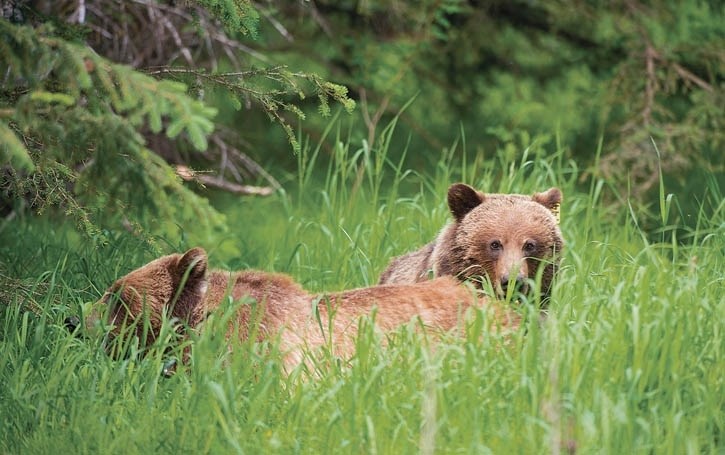 Grizzly bear 144 (right) and grizzly bear 148.