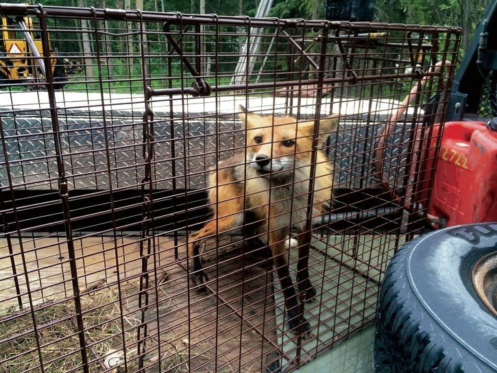 Conservation officers caught and relocated a habituated fox.