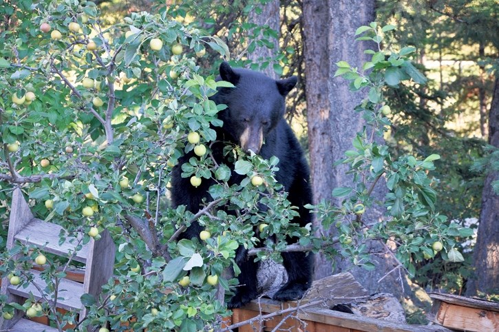 With fall approaching, bears are understandably attracted to fruit trees like these in a Canmore yard. Often, though, a fed bear means a dead bear.