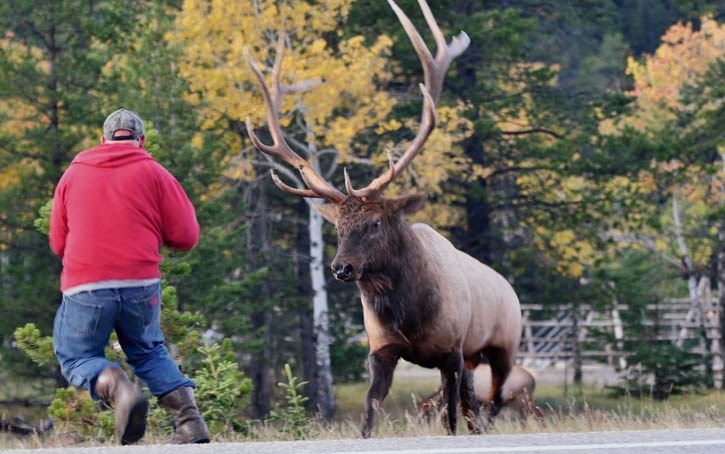 A man gets dangerously close to a bull elk. RMO FILE PHOTO