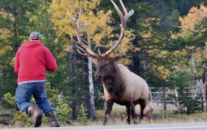 A man gets dangerously close to a bull elk, prompting aggression during the fall rut.
RMO file photo