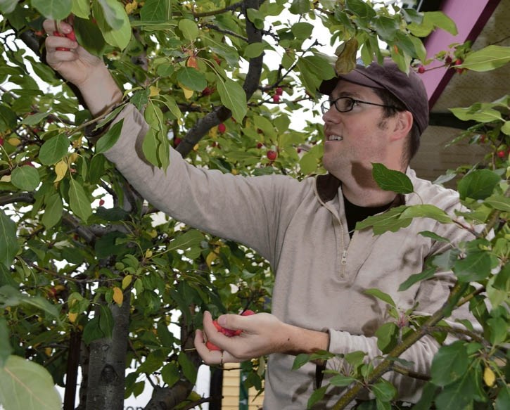 Tyler McClure of Bow Valley WildSmart picks crabapples outside of the Grizzly Paw Pub in Canmore on Tuesday (Sept. 8).