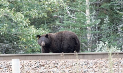 A black bear forages on the CP tracks between Banff and Canmore Tuesday morning (Sept. 8).