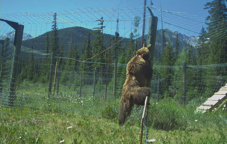 How to discourage bears from climbing fences?