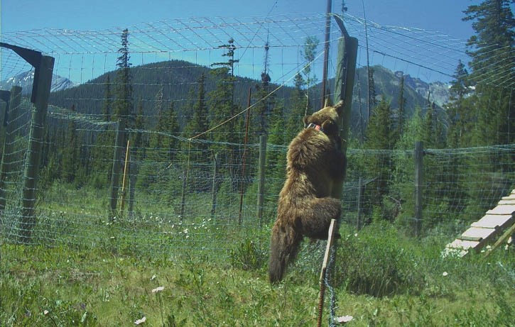 Bear 148 attempts to climb in a test fence enclosure.