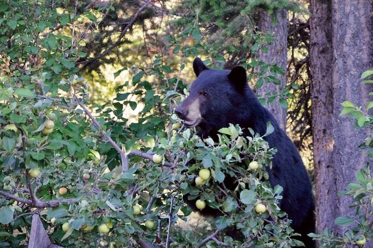 A black bear finds an easy meal in a crab apple tree.