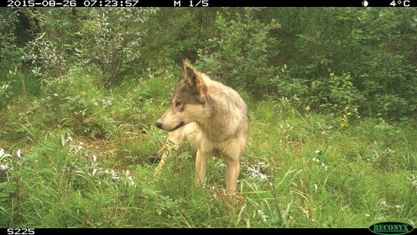 One of the wolves from a pack hunting on the edges of the Banff townsite is seen on a remote camera image.