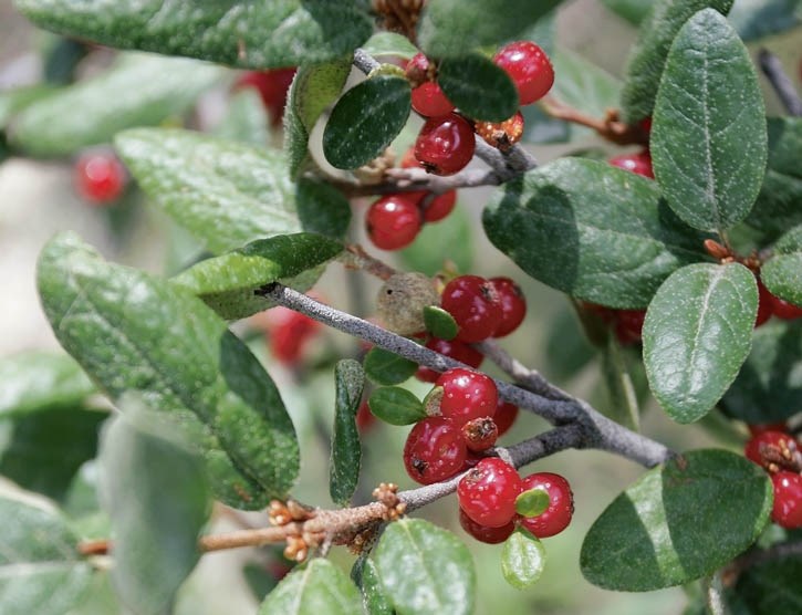 Buffalo berries
