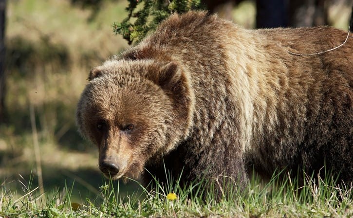 A grizzly bear forages in the Bow Valley.