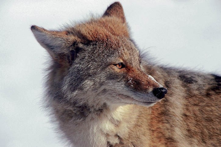 A coyote warning is in place for an area of the Banff townsite.