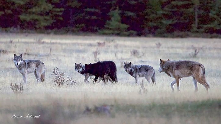 Five members of a new pack regularly seen around the Banff townsite.
