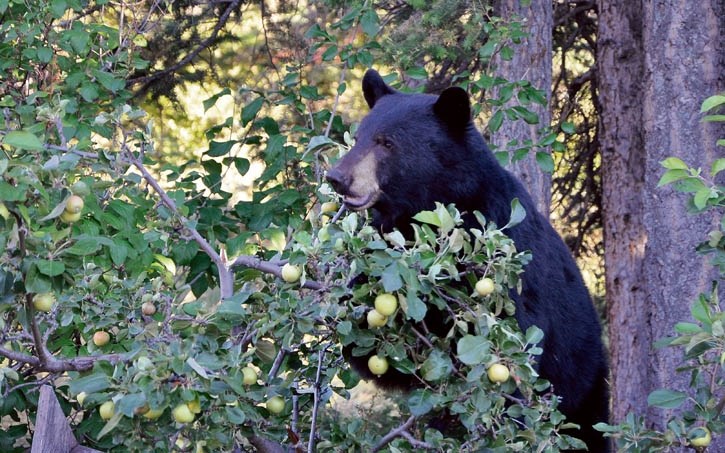 A black bear eats crabapples from a tree in a residential area.