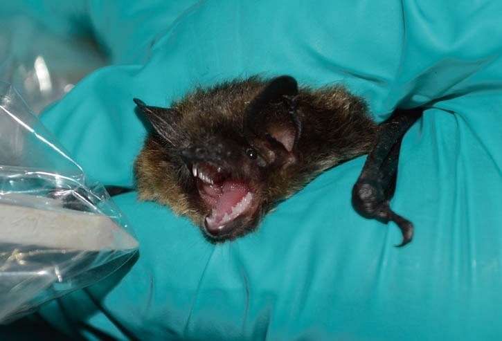 A little brown bat captured in the Nakimu cave system.