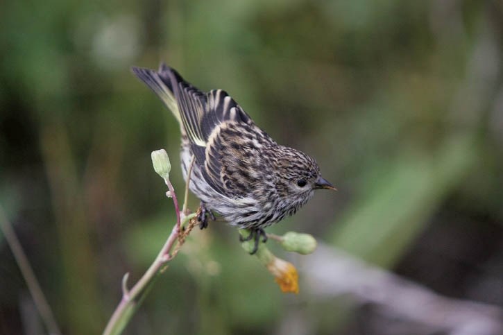 Songbirds like sparrows are on the decline in Banff National Park.