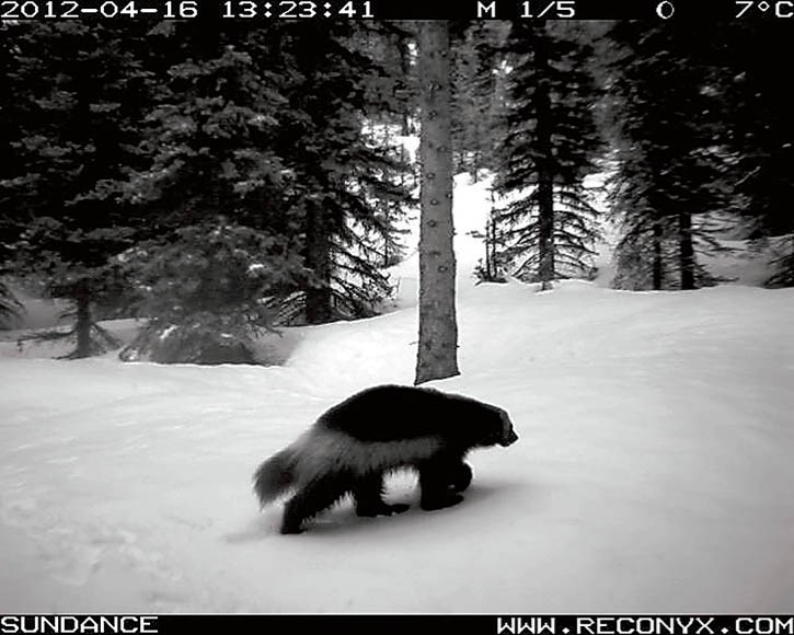A wolverine is captured on a Parks Canada remote camera.