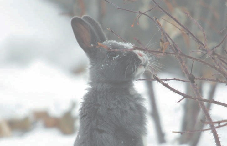 Canmore has been trapping and removing feral rabbits from the community since 2012.