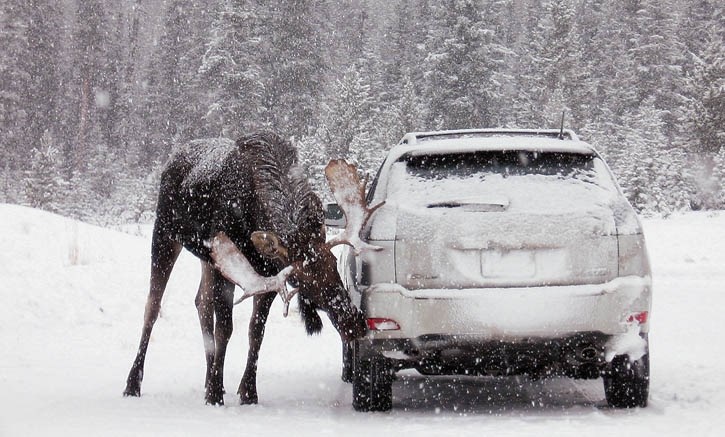 Moose have been licking vehicles in Kananaskis Country.