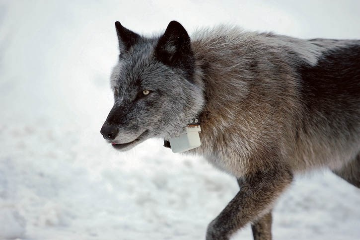 A wolf with a radio collar around its neck.