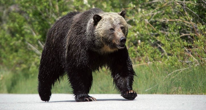 A grizzly bear near Vermilion Lakes.