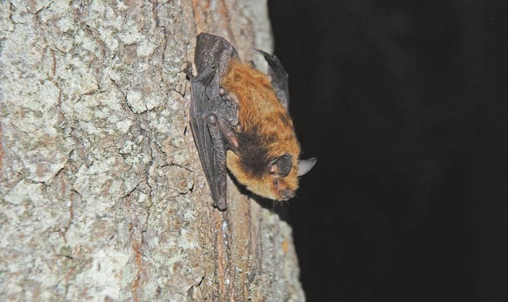 A little brown bat.