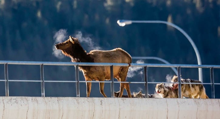 The Bow Valley wolf pack caught and killed a cow elk on a rail overpass near Banff, Sunday (Feb. 21).